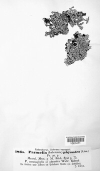 Hypogymnia physodes image
